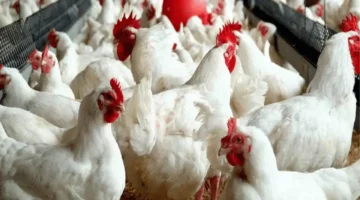 أسعار الفراخ البيضاء والبلدي وكرتونة البيض تتباين اليوم الأربعاء 17 12 2025 وتحركات السوق تبرز تأثيرها على المستهلك